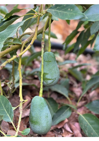 1 kg Avokado Taze Hasat