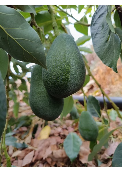 1 kg Avokado Taze Hasat fiyatları