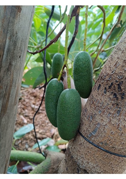 Bebek Avokado 1 kg fiyatları