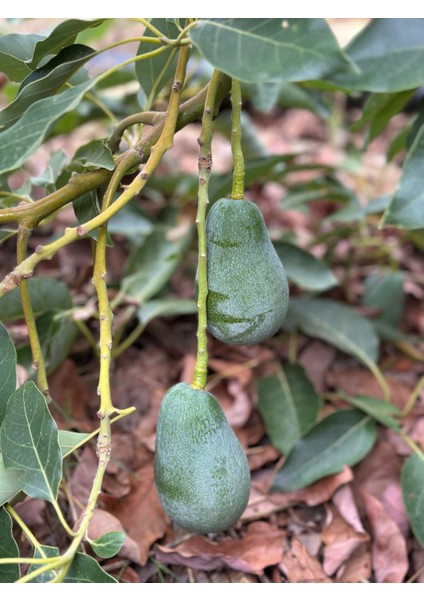 1 kg Avokado fiyatları