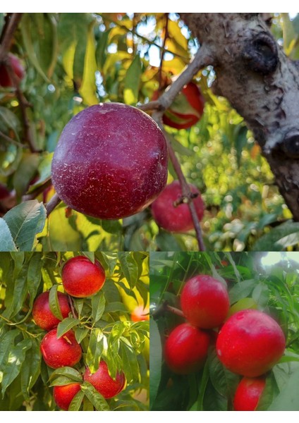 10 Adet Nektarin Fidanı 3 Yaşlı 150CM