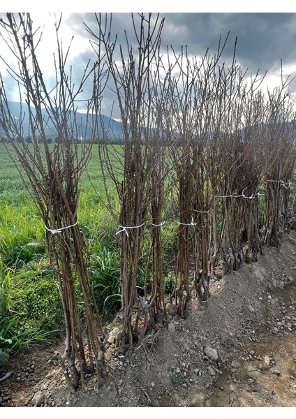 10 Adet Nektarin Fidanı 3 Yaşlı 150CM fiyatları