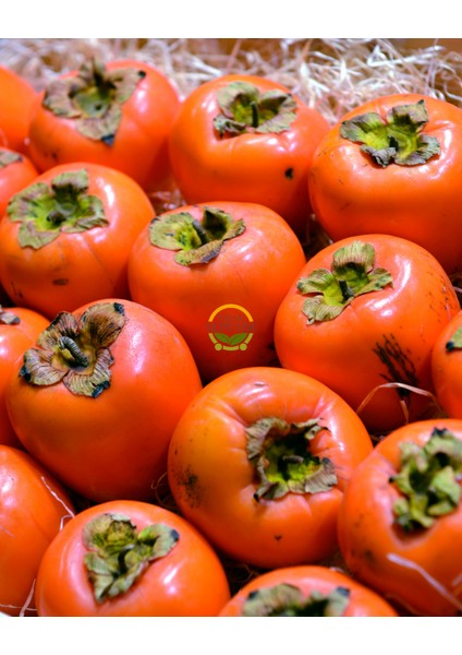 6 Yaş Aşılı Hachiya Trabzon Hurması Fidanı 'rootball'