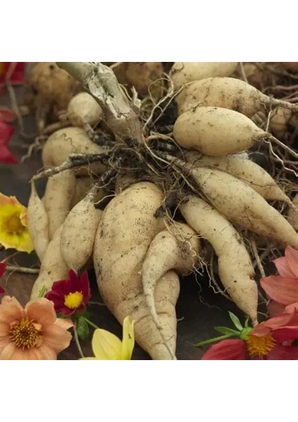 10 Adet Bodur Yıldız Dahlia Yumrusu Karışık Renk.yeni Mahsul.yumru Boyu 10 Cm... fiyatları