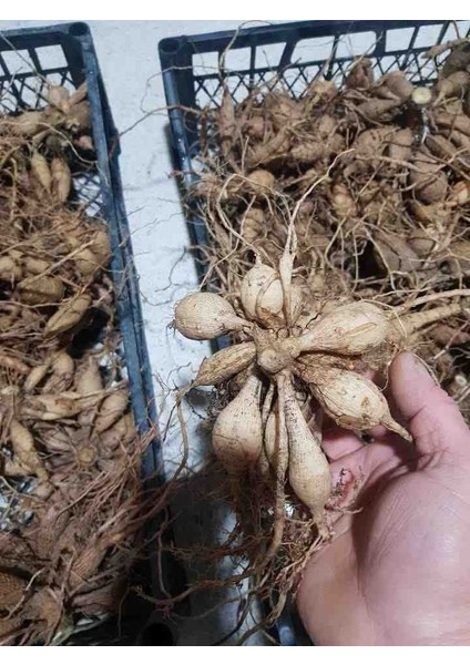 10 Adet Bodur Yıldız Dahlia Yumrusu Karışık Renk.yeni Mahsul.yumru Boyu 10 Cm... fırsatları