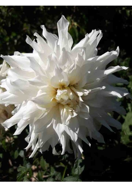 10 Adet Bodur Yıldız Dahlia Yumrusu Karışık Renk.yeni Mahsul.yumru Boyu 10 Cm... indirimleri