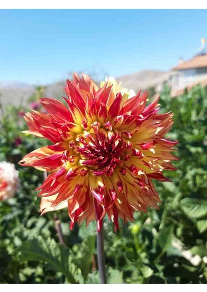 10 Adet Bodur Yıldız Dahlia Yumrusu Karışık Renk.yeni Mahsul.yumru Boyu 10 Cm...