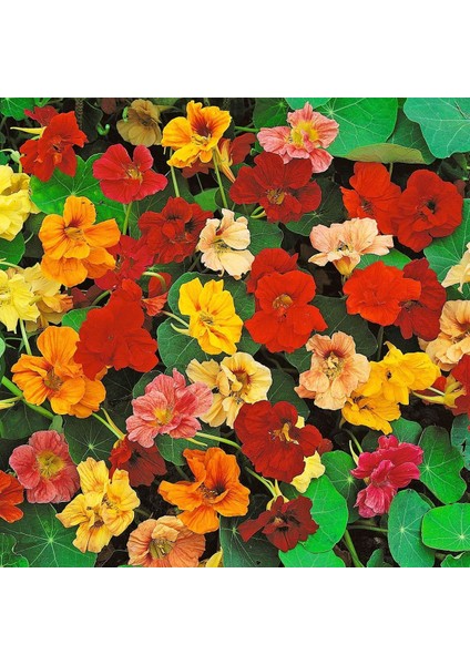 Katmerli Latin Çiçeği Tohumu Nasturtium Mücevher Serisi
