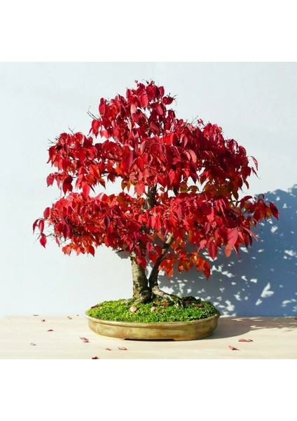 Keyaki Japanese Japon Zelkova Ağacı Tohumu