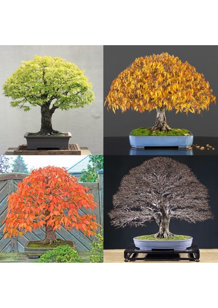 Keyaki Japanese Japon Zelkova Ağacı Tohumu fiyatları