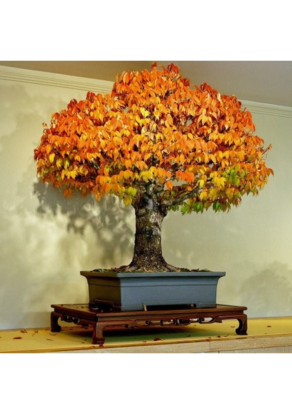 Keyaki Japanese Japon Zelkova Ağacı Tohumu modelleri