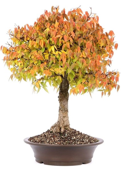 Keyaki Japanese Japon Zelkova Ağacı Tohumu fırsatları