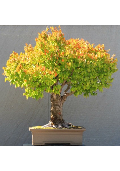 Keyaki Japanese Japon Zelkova Ağacı Tohumu indirimleri