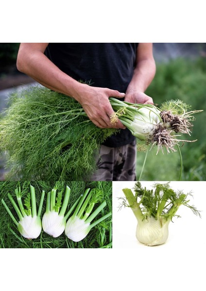 Floransa Kök Rezene Tohumu Fennel fiyatları