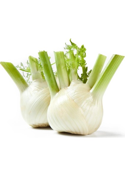 Floransa Kök Rezene Tohumu Fennel fırsatları