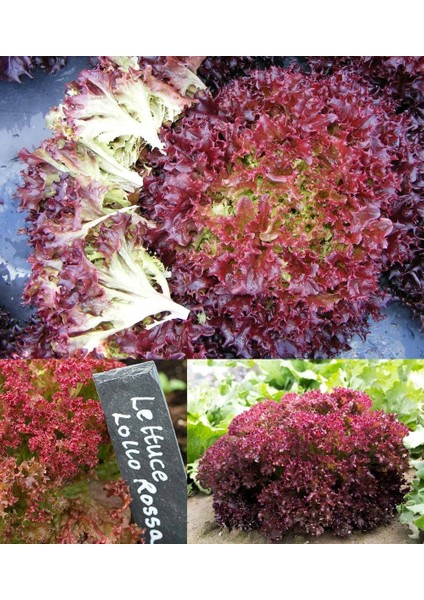 Lollo Rosso Kırmızı Marul Tohumu Atalık Çok Popüler fiyatları