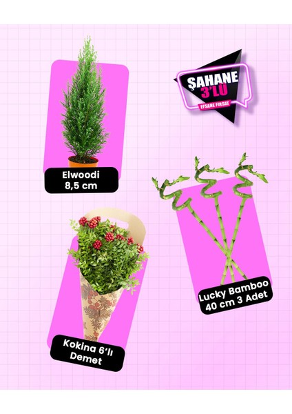 3'lü Yılbaşı Seti – Elwoodi Yılbaşı Çamı + Kokina 6'lı Demet + Şans Bambusu 3'lü 40 cm