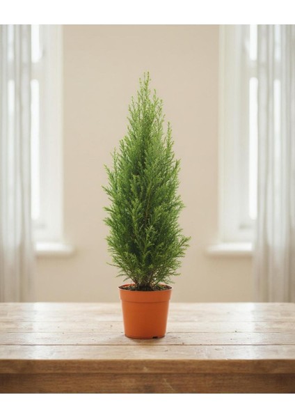 Elwoodi Yılbaşı Çamı – Chamaecyparis Lawsoniana ‘ellwoodii' – 8,5 cm Saksı