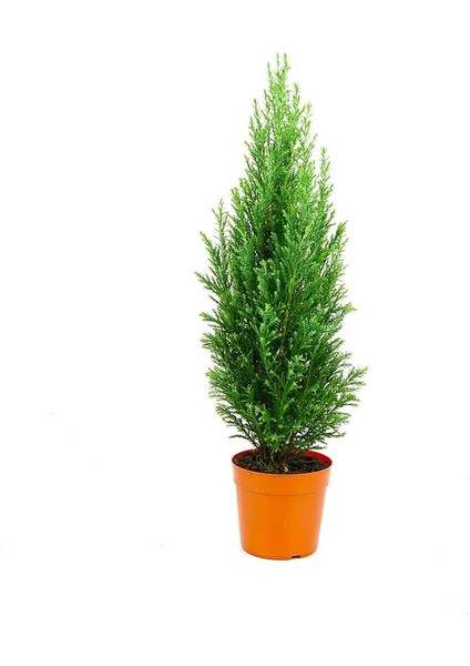 Elwoodi Yılbaşı Çamı – Chamaecyparis Lawsoniana ‘ellwoodii' – 8,5 cm Saksı fiyatları