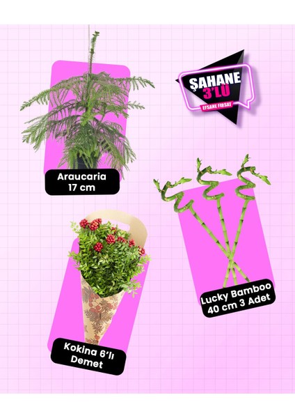 3'lü Yılbaşı Seti – Salon Çamı + Kokina 6'lı Demet + Şans Bambusu 3'lü 40 cm