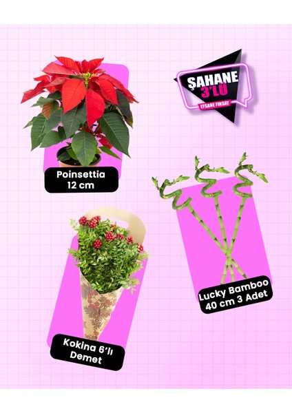 3'lü Yılbaşı Seti – Atatürk Çiçeği + Kokina 6'lı Demet + Şans Bambusu 3'lü 40 cm