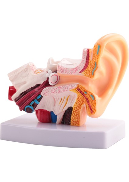 Merkezi ve Dış Kulakların Organ Yapısını Gösteren Insan Kulak Anatomisi Modeli 1 5 Kez Öğretim Malzemeleri (Yurt Dışından)