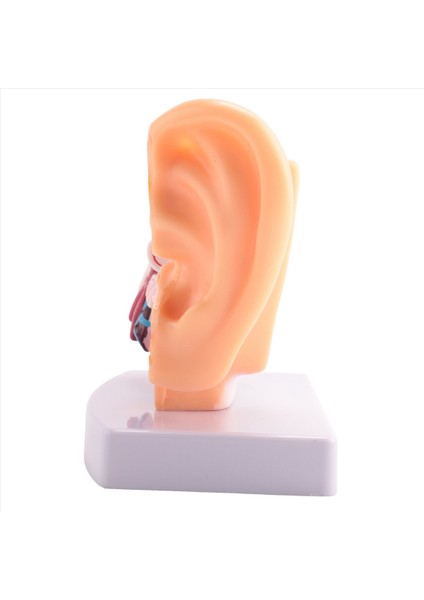 Merkezi ve Dış Kulakların Organ Yapısını Gösteren Insan Kulak Anatomisi Modeli 1 5 Kez Öğretim Malzemeleri (Yurt Dışından) indirimleri