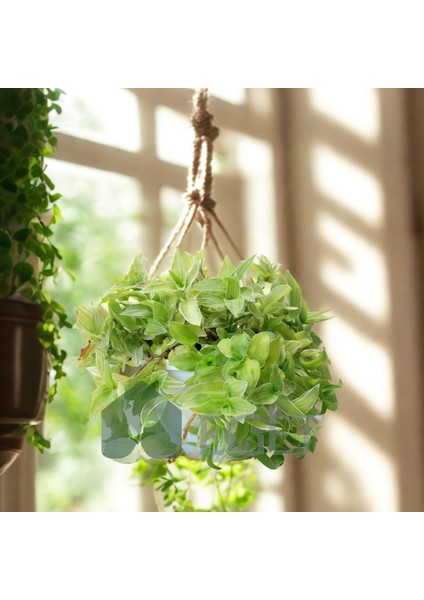 Yeşil Telgraf Çiçeği (Tradescantia Fluminensis) modelleri