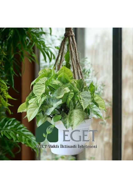Melek Kanadı Çiçeği (Syngonium Podophyllum)- 2 Lt Askılı Saksıda fırsatları