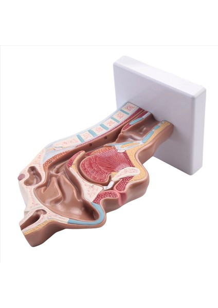 Insan Anatomik Nazal Boşluk Boğaz Anatomi Modeli Bilim Sınıfı Çalışma Ekran Öğretim Modeli (Yurt Dışından) modelleri