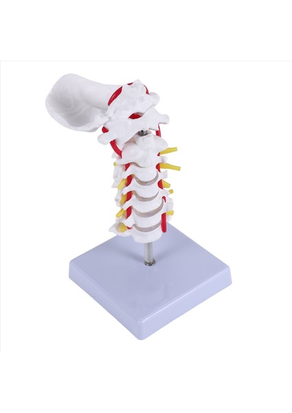 Servikal Vertebra Arteri Omurga Omurga Sinirleri Anatomik Model Anatomi Bilim Sınıfı Çalışması Ekran Öğretim Modeli Için Anatomi (Yurt Dışından) fiyatları