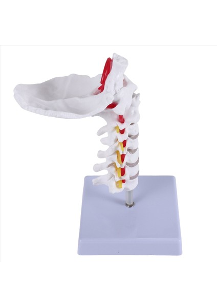Servikal Vertebra Arteri Omurga Omurga Sinirleri Anatomik Model Anatomi Bilim Sınıfı Çalışması Ekran Öğretim Modeli Için Anatomi (Yurt Dışından) modelleri