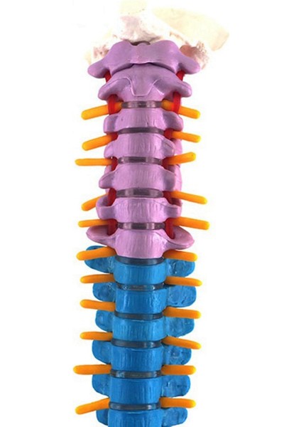 2x 45CM Pelvik Insan Anatomik Anatomik Omurga Omurga Modeli Öğrenciler Için Öğretim Kaynakları (Yurt Dışından) fırsatları