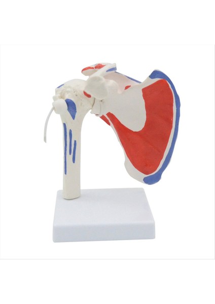 Kas Omuz Modeli Insan Anatomisi Sağ Omuz Eklemi Kas Modeli Doktor Ofisi ve Sınıf Anatomi Modeli (Yurt Dışından)