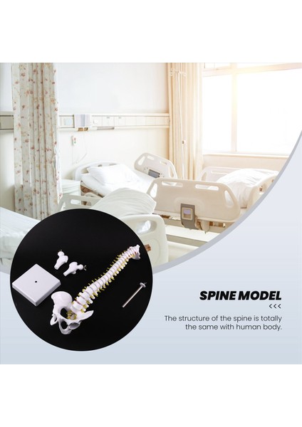 45CM Esnek 1 1 Yetişkin Lomber Bend Omurga Modeli Insan Modeli Masaj Için Kullanılan Spinal Disk Pelvis Modeli Yoga (Yurt Dışından) fırsatları