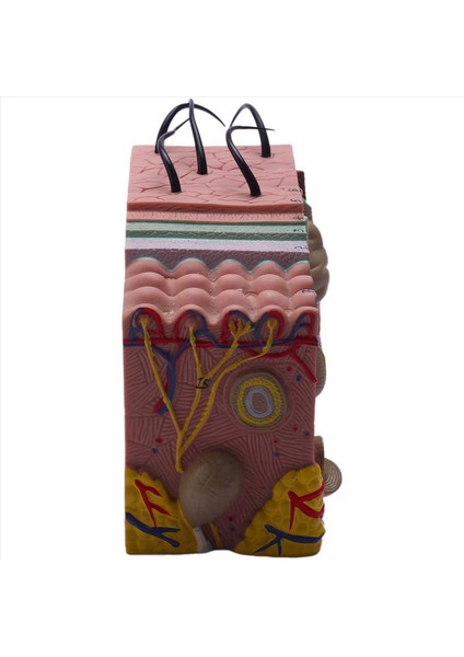 2pcs Cilt Modeli 35X Cilt ve Saç Yapısı Büyütme Modeli Anatomik Model Anatomi Bilim Sınıfı Çalışma Ekranı (Yurt Dışından) fırsatları