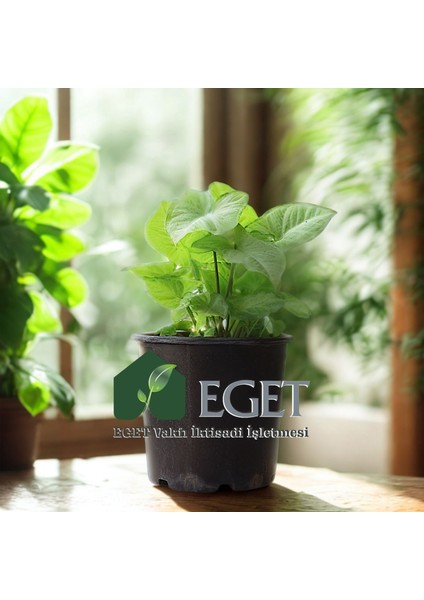 Melek Kanadı Çiçeği (Syngonium Podophyllum)- 3 Lt Saksıda fırsatları