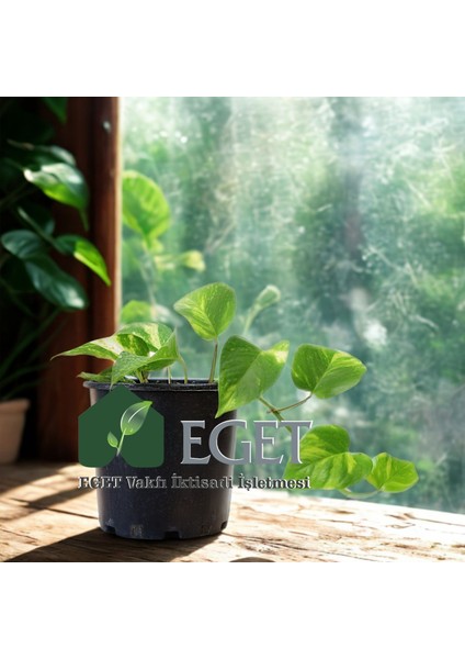 Altın Patos Çiçeği (Epipremnum Aureum) modelleri