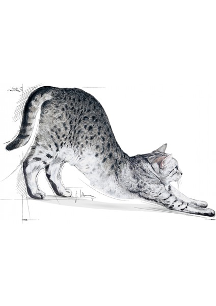 Indoor Ev Kedileri İçin Kedi Maması 400 gr