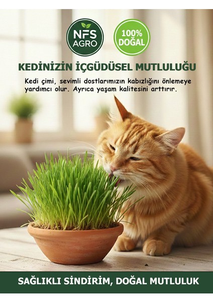 Kedi Çimi Tohumu 750 Gram