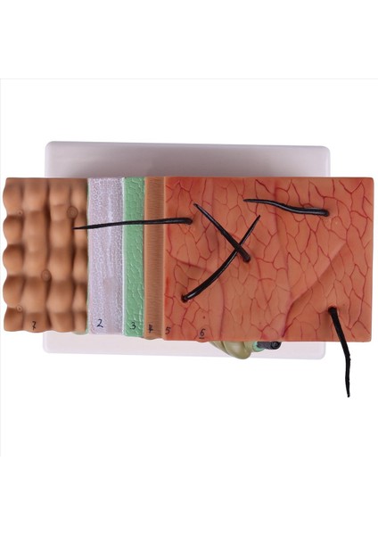 Cilt Modeli 50X Cilt ve Saç Yapısı Büyütme Modeli Anatomik Model Anatomi Bilim Sınıfı Çalışması Ekran Öğretim Modeli (Yurt Dışından) modelleri