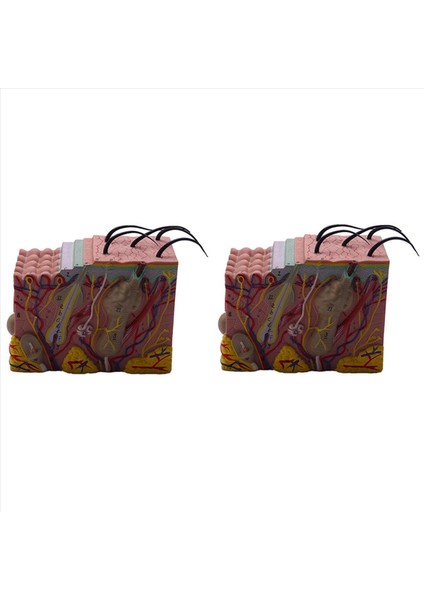 2pcs Cilt Modeli 35X Cilt ve Saç Yapısı Büyütme Modeli Anatomik Model Anatomi Bilim Sınıfı Çalışma Ekranı (Yurt Dışından) fiyatları