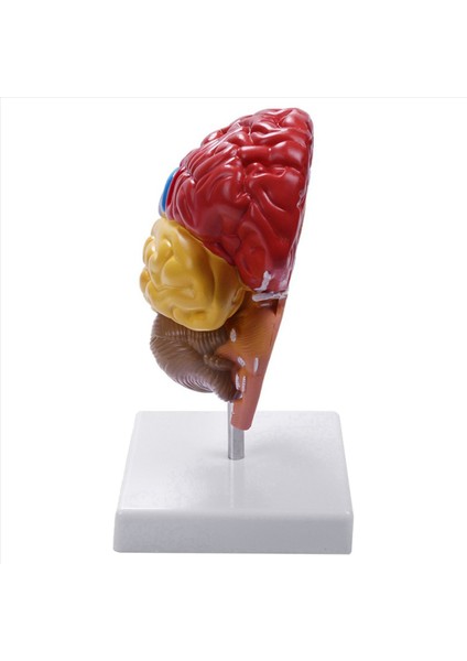 3x Serebral Anatomik Model Anatomi 1 1 Yarı Beyin Beyin Seri Öğretim Laboratuvarı Malzemeleri (Yurt Dışından) indirimleri
