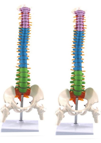2x 45CM Pelvik Insan Anatomik Anatomik Omurga Omurga Modeli Öğrenciler Için Öğretim Kaynakları (Yurt Dışından)