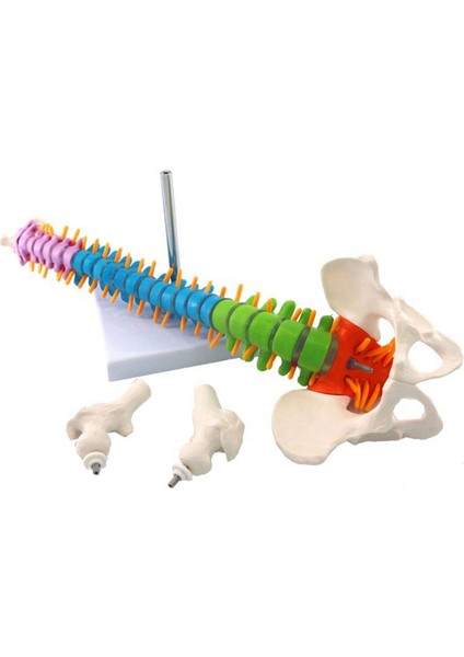 2x 45CM Pelvik Insan Anatomik Anatomik Omurga Omurga Modeli Öğrenciler Için Öğretim Kaynakları (Yurt Dışından) modelleri