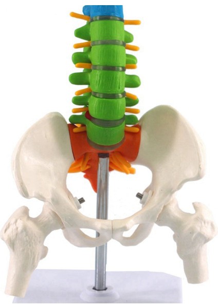 2x 45CM Pelvik Insan Anatomik Anatomik Omurga Omurga Modeli Öğrenciler Için Öğretim Kaynakları (Yurt Dışından) indirimleri