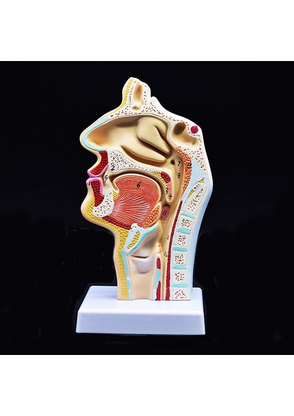 2 Pcs Insan Anatomik Nazal Boşluk Boğaz Anatomi Modeli Bilim Sınıfı Çalışma Ekran Eğitim Modeli 1 5 Kez Insan Kulak Anatomi Modeli (Yurt Dışından) modelleri