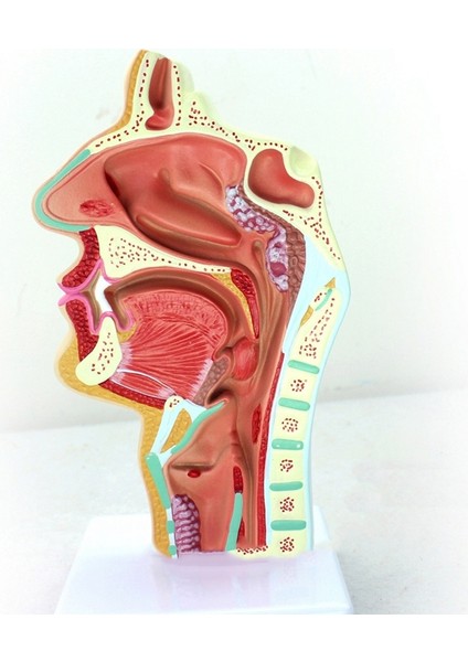 2 Pcs Insan Anatomik Nazal Boşluk Boğaz Anatomi Modeli Bilim Sınıfı Çalışma Ekran Eğitim Modeli 1 5 Kez Insan Kulak Anatomi Modeli (Yurt Dışından) fırsatları
