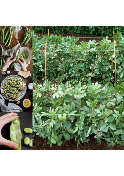 Sakız Bakla Tohumu Fava Beans Seeds fiyatları