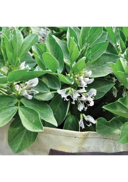 Sakız Bakla Tohumu Fava Beans Seeds fırsatları